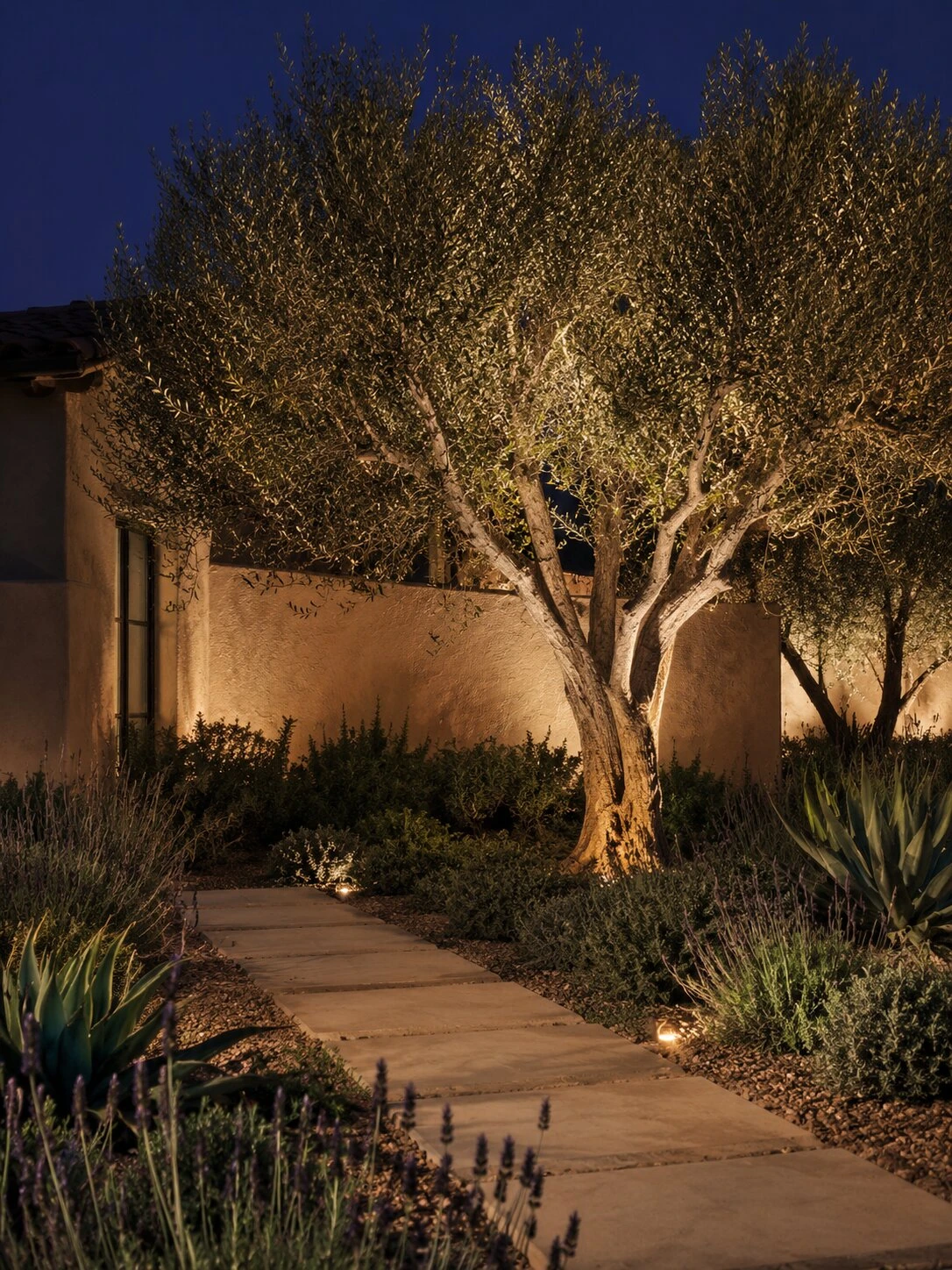 A mature olive tree uplit at dusk in a Temecula Valley estate, layered landscape lighting design by All Occasions Lighting