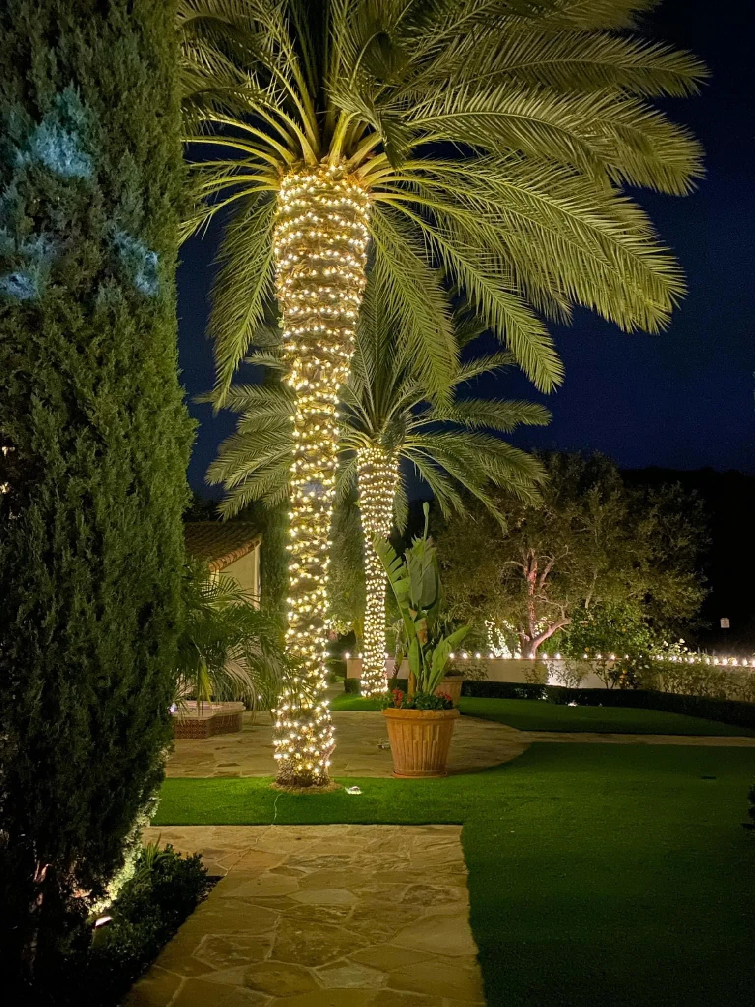 Warm-white wrapped palm tree over pathway
