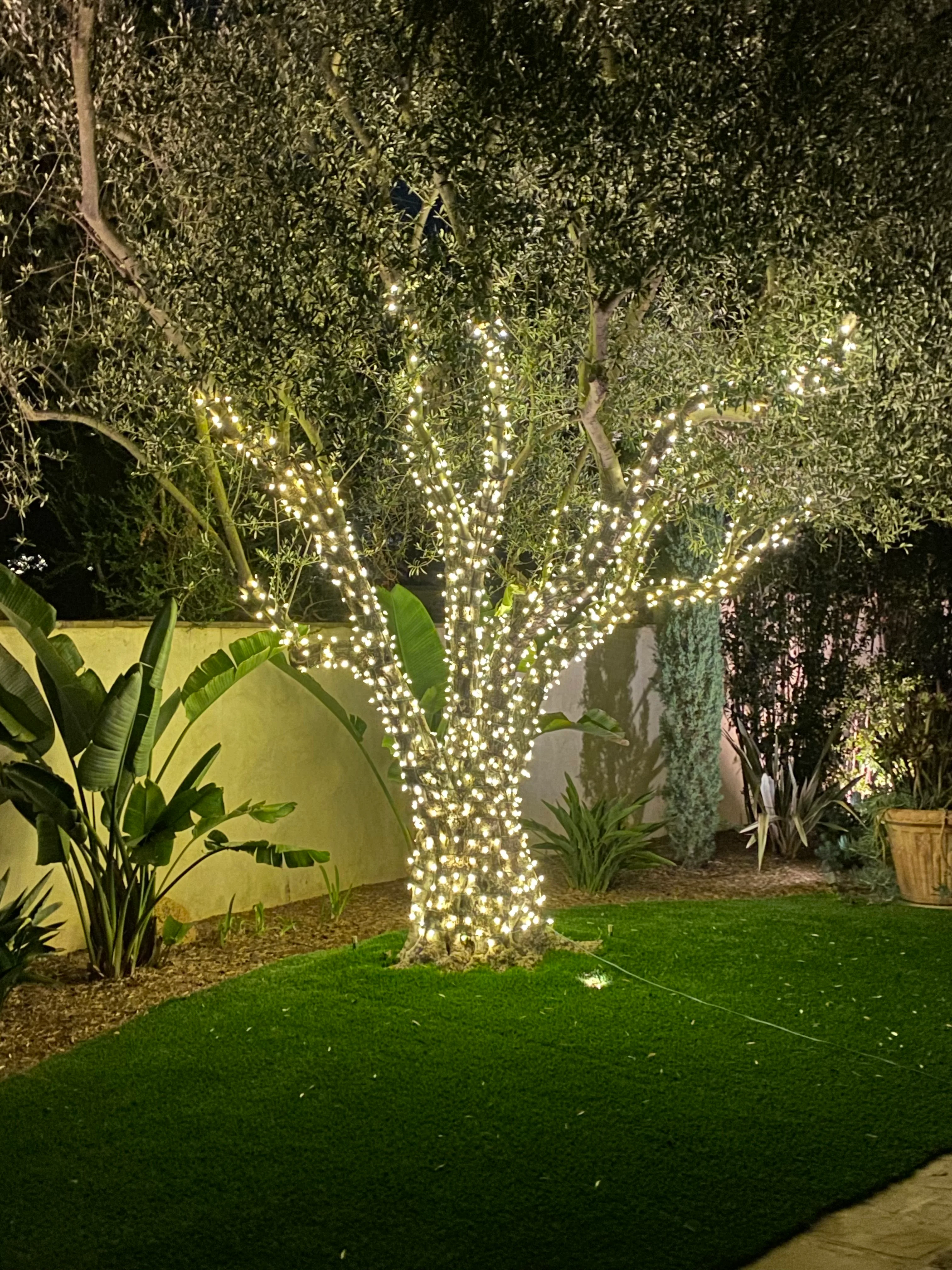 Warm-white tree wrap against backyard wall